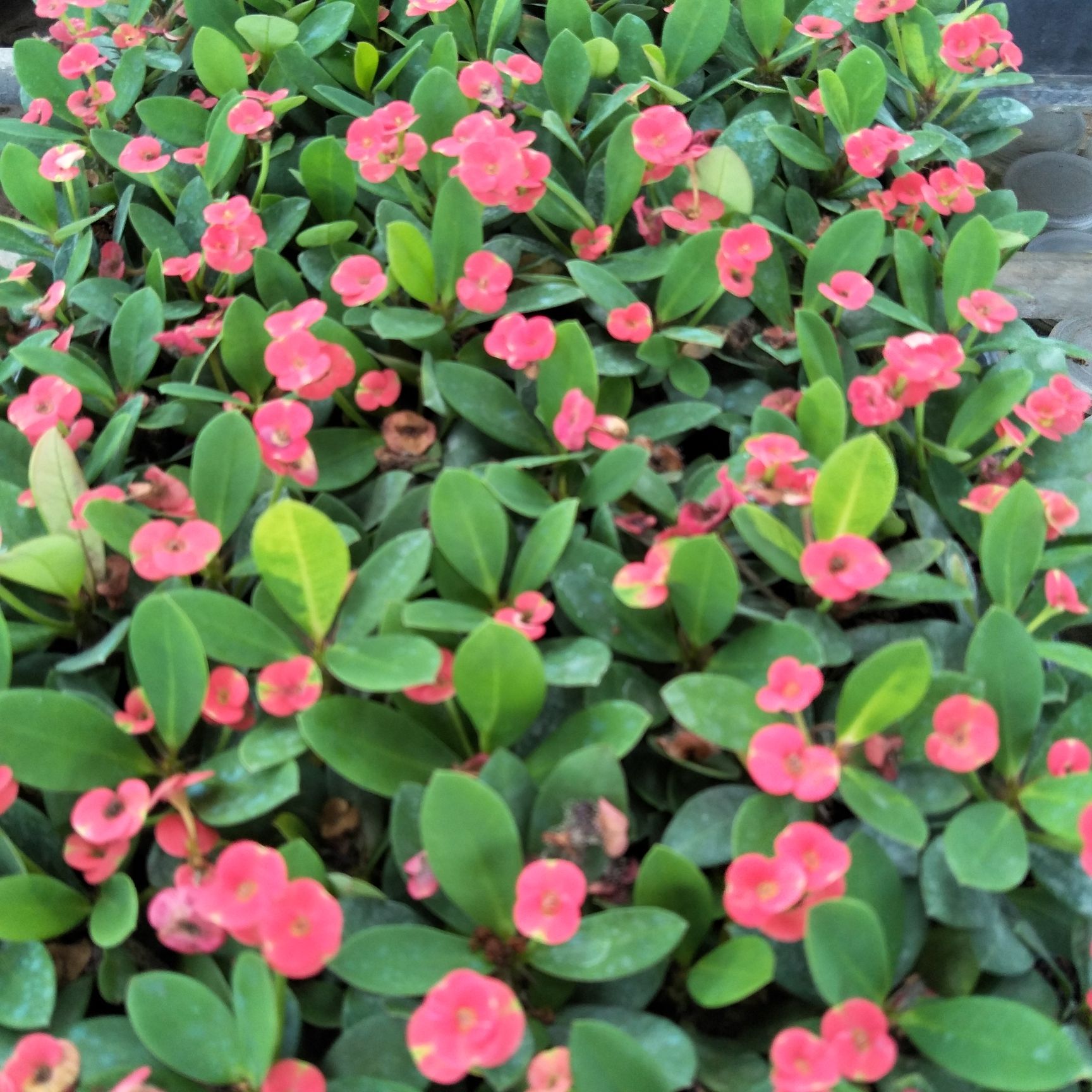 铁海棠穴盘苗虎刺梅苗室内盆栽观花植物