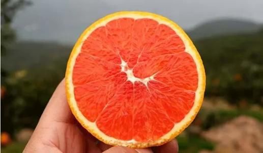 秭归县塔罗科血橙 玫瑰血橙 脐橙