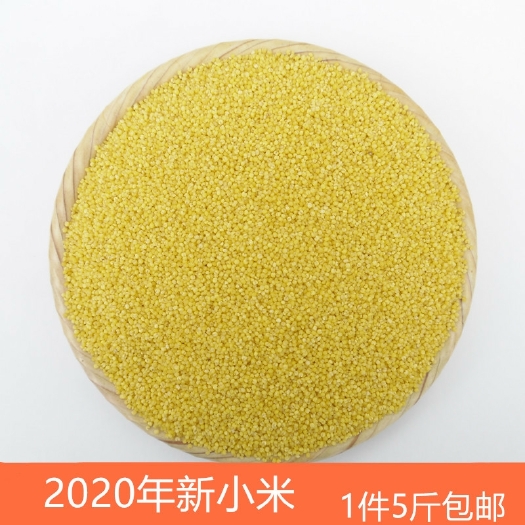 清河县5斤 山东小黄米米月子米黄小米农家杂粮 吃的小米