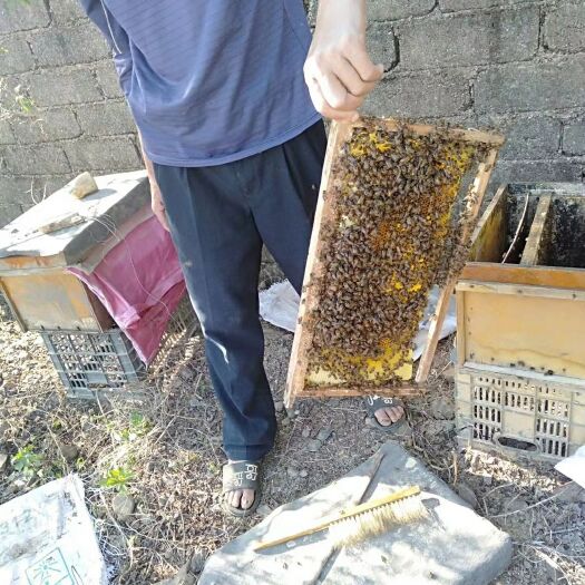 普宁市土蜂蜜 2年以上 42 本品不能代替药物