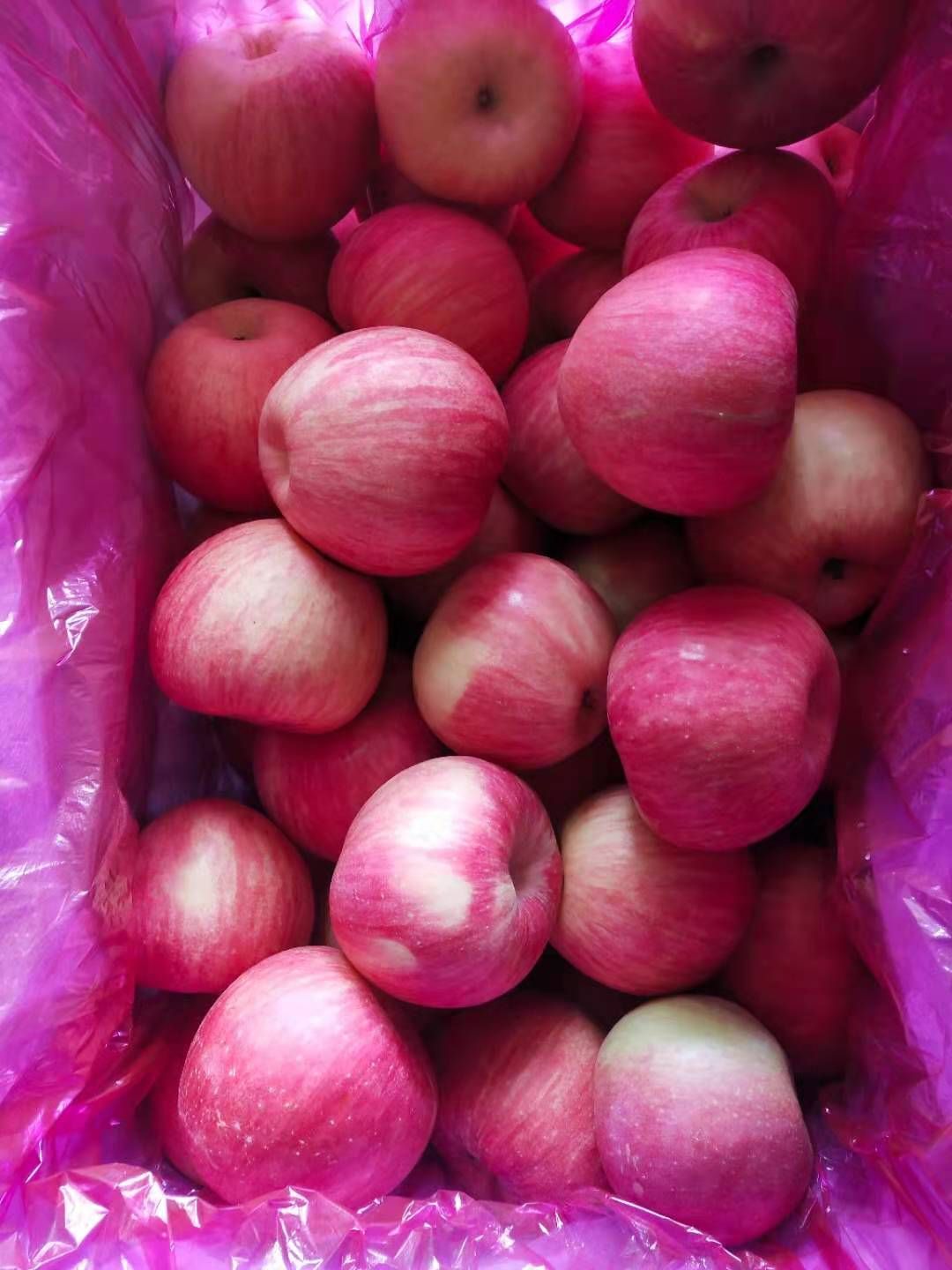 寒富苹果 纸袋 条红 一级果 