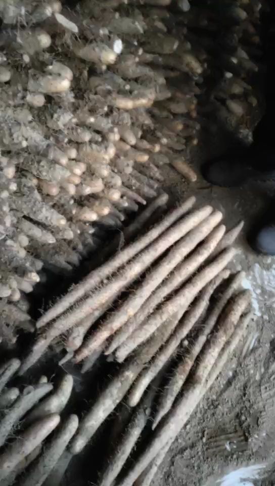  我们衡水市饶阳罗屯村有大里的麻山药和小白嘴和红暑西瓜红