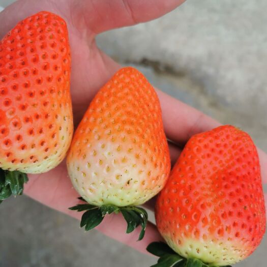 公安县红颜草莓，个大，味甜，保证质量