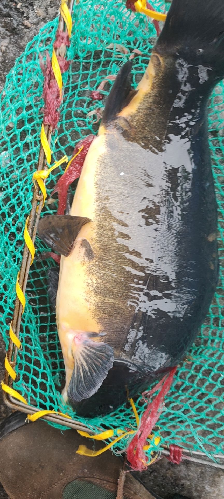 镜鲤 鲤鱼，裸框鲤鱼，活水网箱养殖肉厚刺少肉质鲜嫩有嚼劲没有土腥味