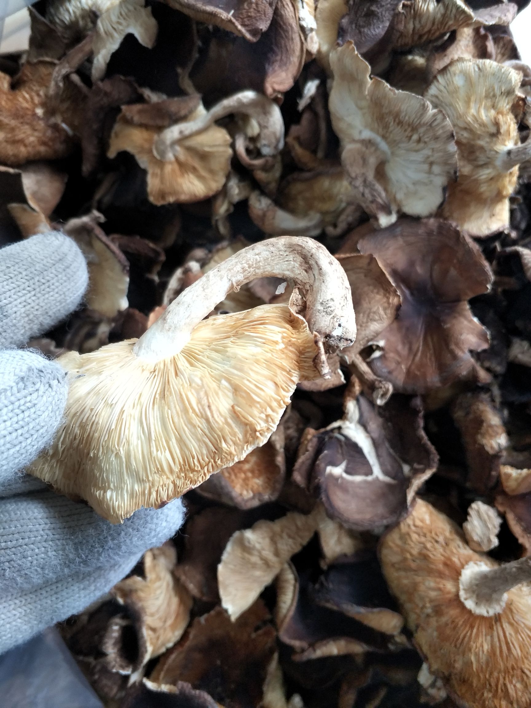 椴木菇  香菇 广西大瑶山原始深山生态香菇 椎木椴木