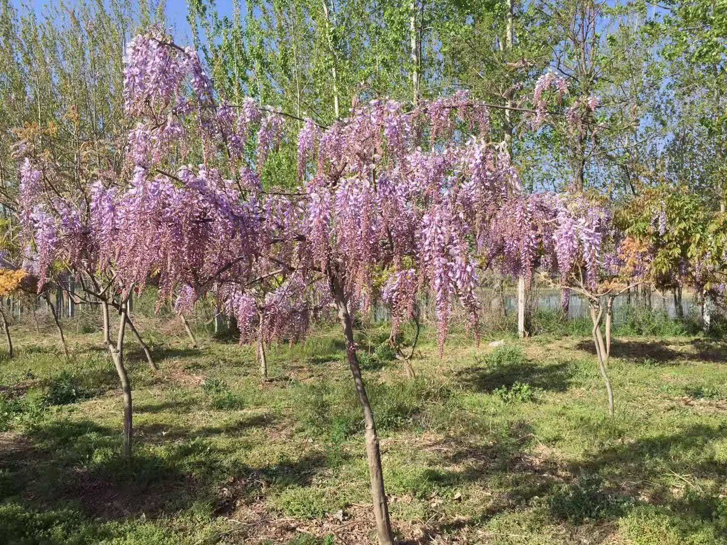 紫藤 丰花藤和国腾