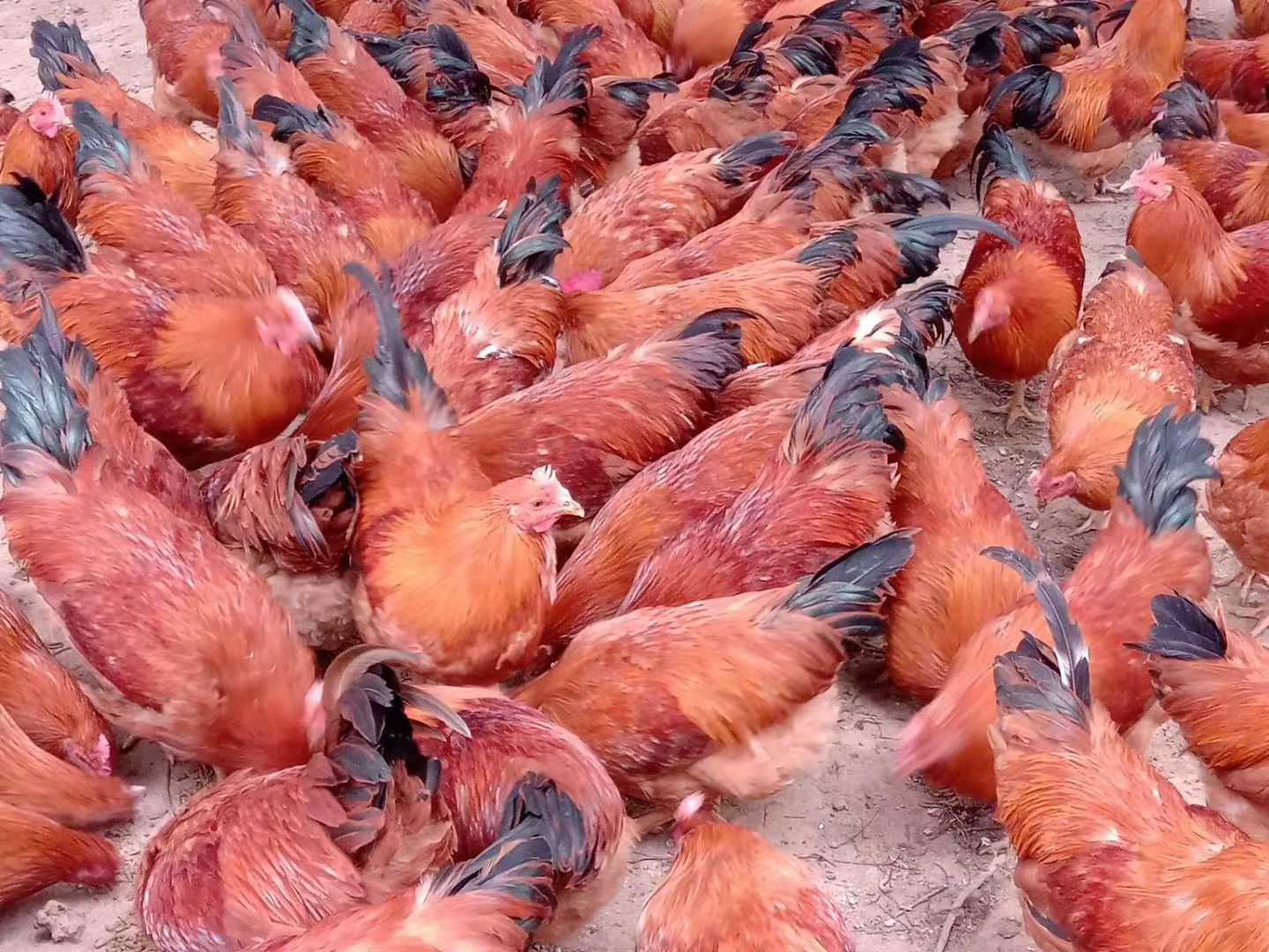 阉鸡 灵山1.0散养土阉均重4.89，还有300多车位，