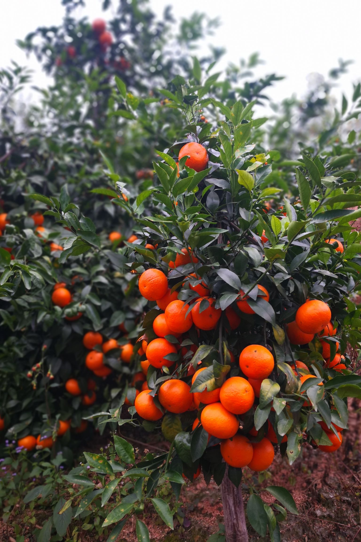  广西灵山县沃柑