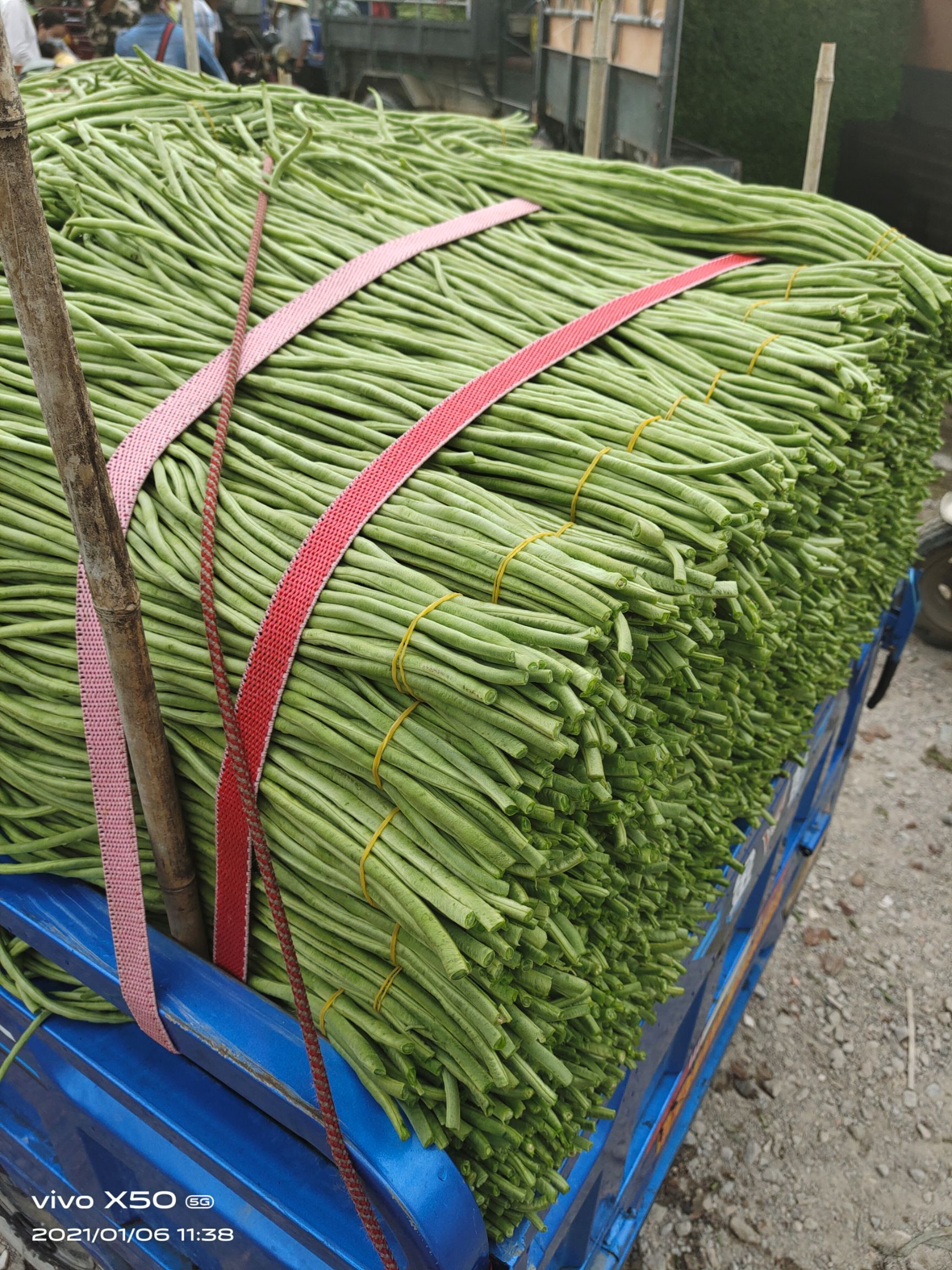 长豇豆 海南豆角是生活中常见的蔬菜，关于豆角的形状相信大家并不陌生。