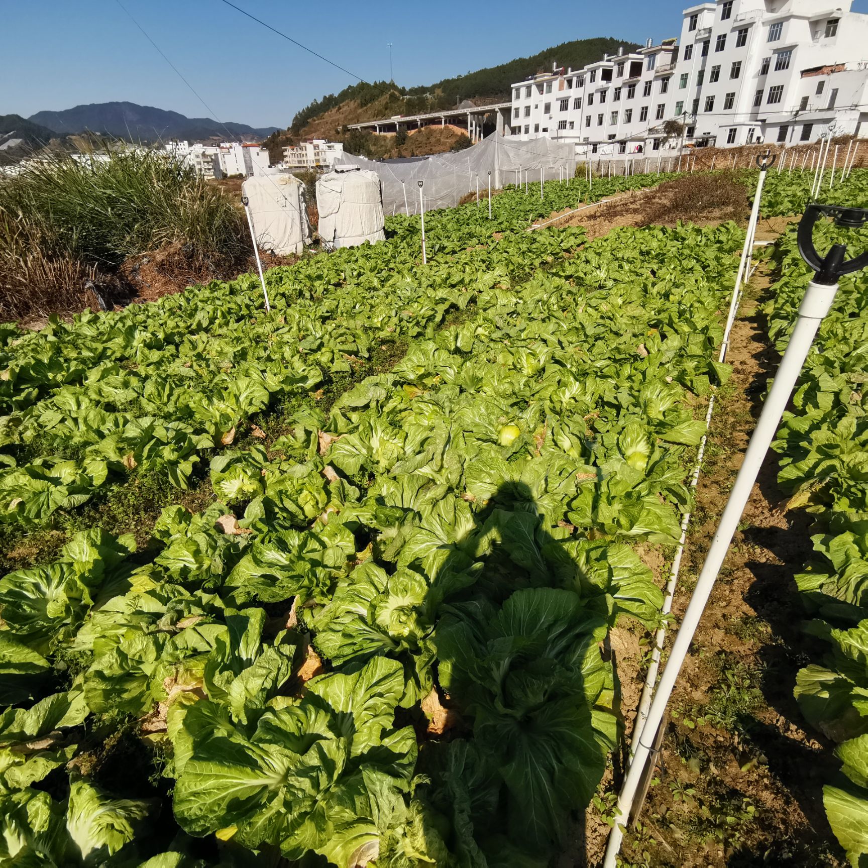42斤装，无盐酸菜，客家风味，微酸爽口，适合炒菜。