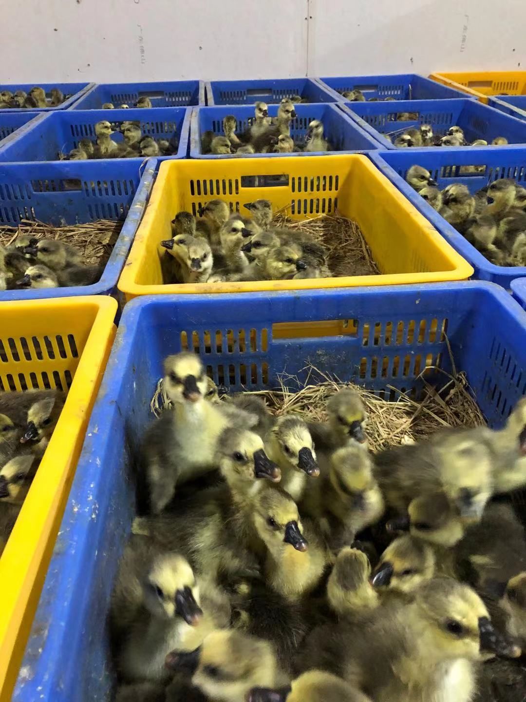 四川白鹅苗  狮头鹅苗批发 大种狮头鹅苗 狮头鹅苗供应厂家