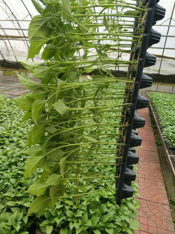 线椒苗黑线黄线辣椒中辣35公分左右苗厂直发