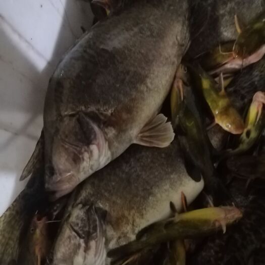 鄱阳县桂鱼  江西大湖大量出售鳜鱼，