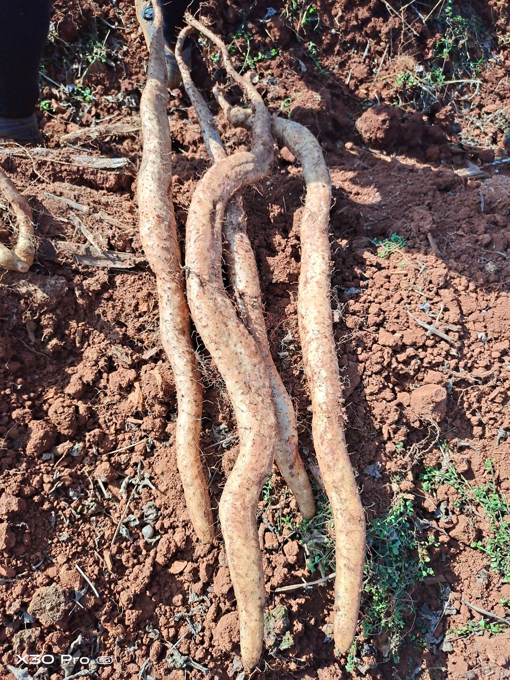 牛尾山药  味道好 好吃 好煮