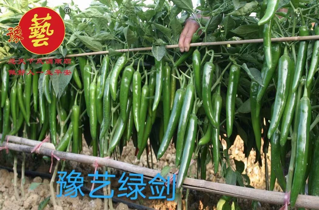 羊角椒种子  豫艺绿剑辣辣种子~果长25厘米红熟后不易变软抗