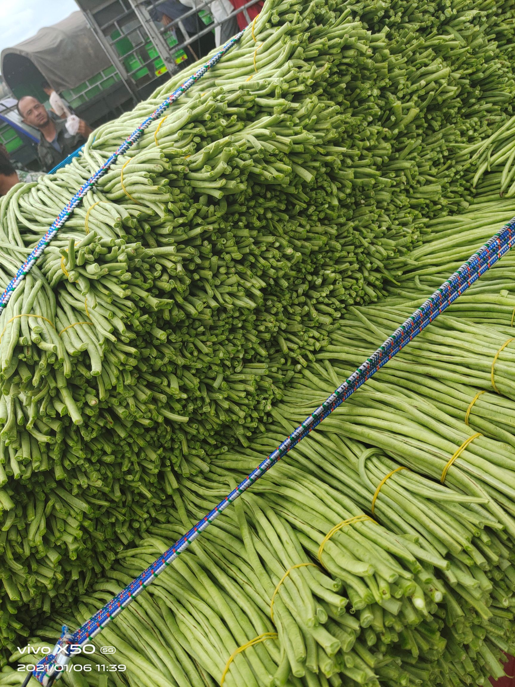 长豇豆 海南豆角是生活中常见的蔬菜，关于豆角的形状相信大家并不陌生。