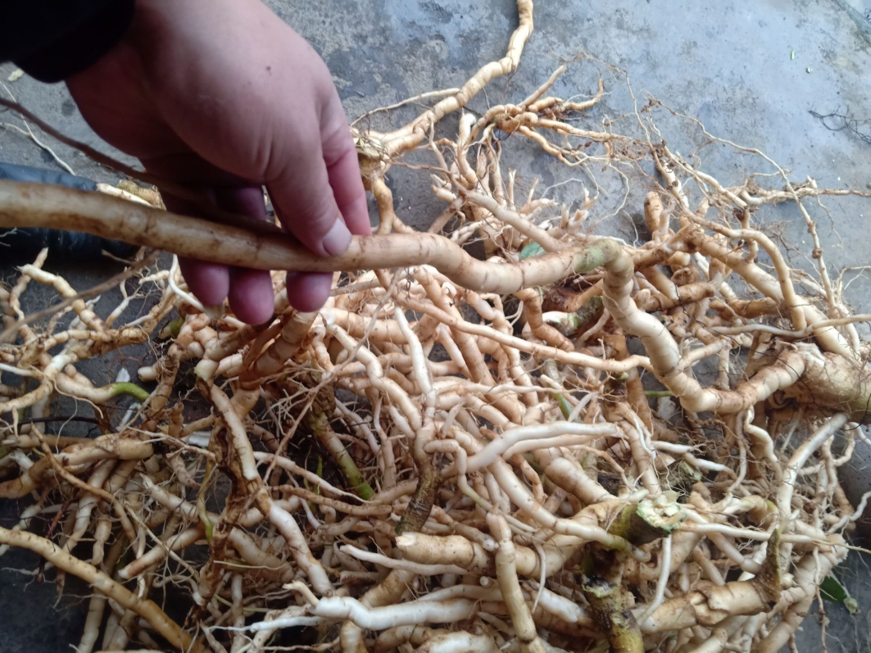 黄花倒水莲鲜货