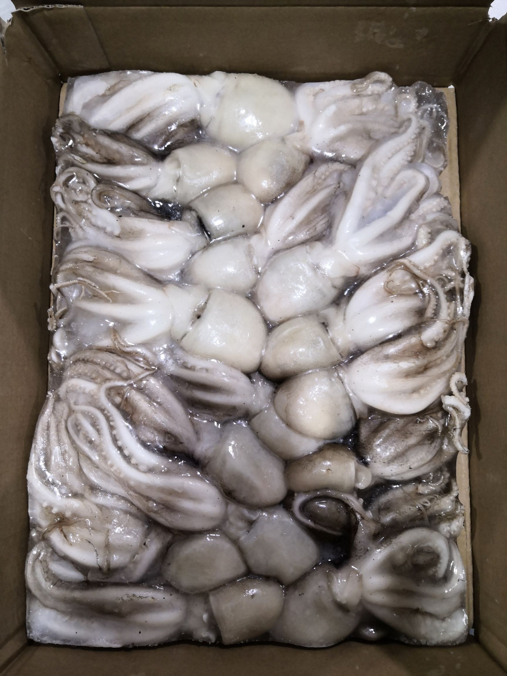 昌黎县章鱼 