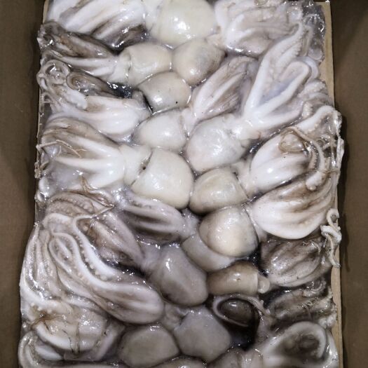 昌黎县章鱼 