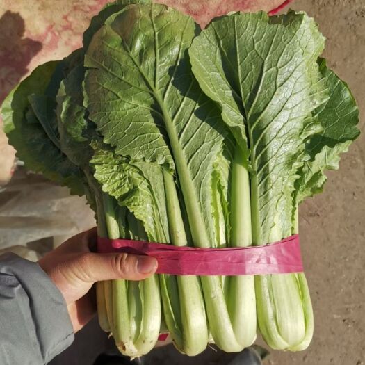 邯郸皇妃小白菜  一手货源质量可靠价格合理
