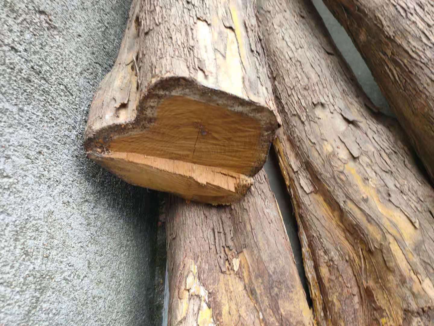 随县 柘木