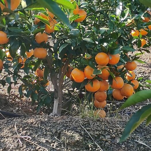 鹤庆县澳柑  云南沃柑纯甜