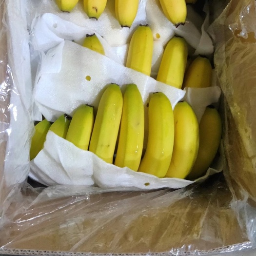 邯郸云南红河香蕉  云南香蕉    常年供应