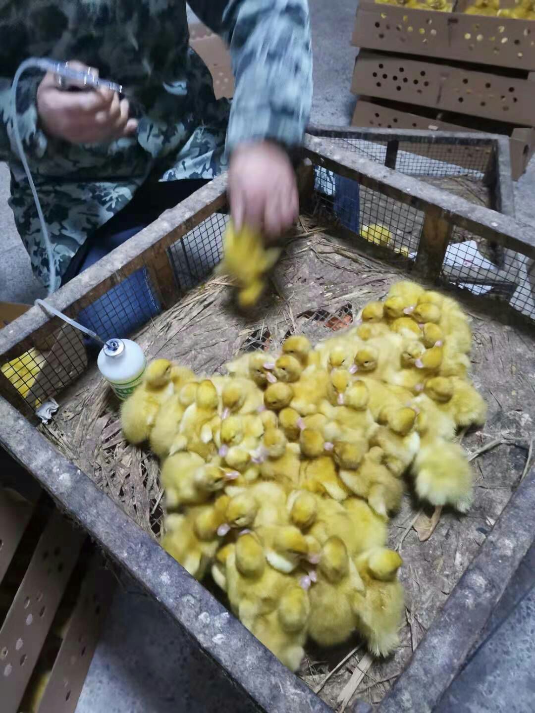 樱桃骨鸭苗 肉鸭苗