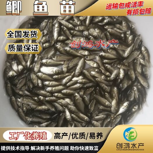 广州【苗场直供】鲫鱼鱼苗 中科五号鲫鱼苗 鲫鱼水花供应