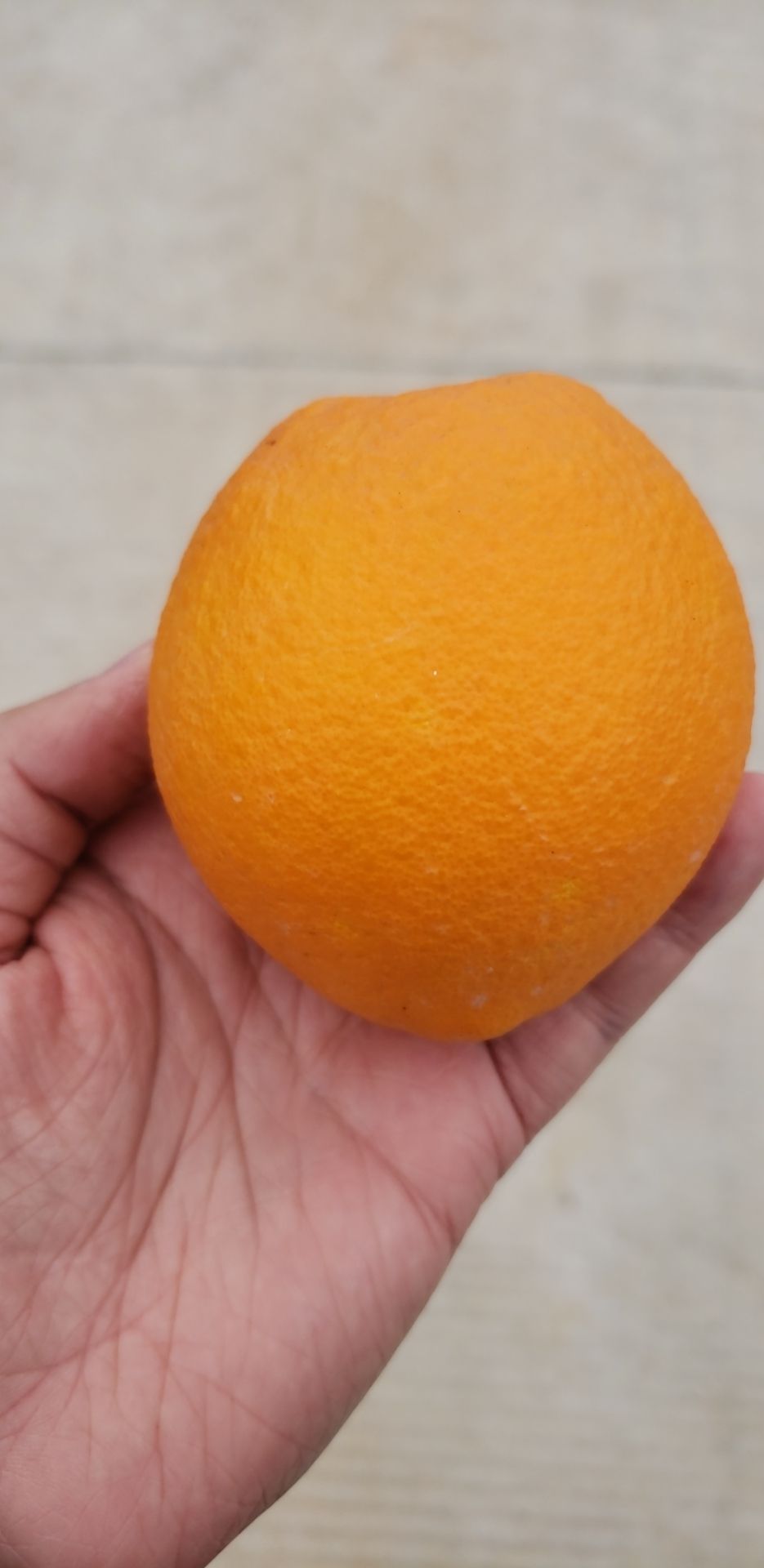 纽荷尔脐橙苗 赣南脐橙苗（纽荷尔）