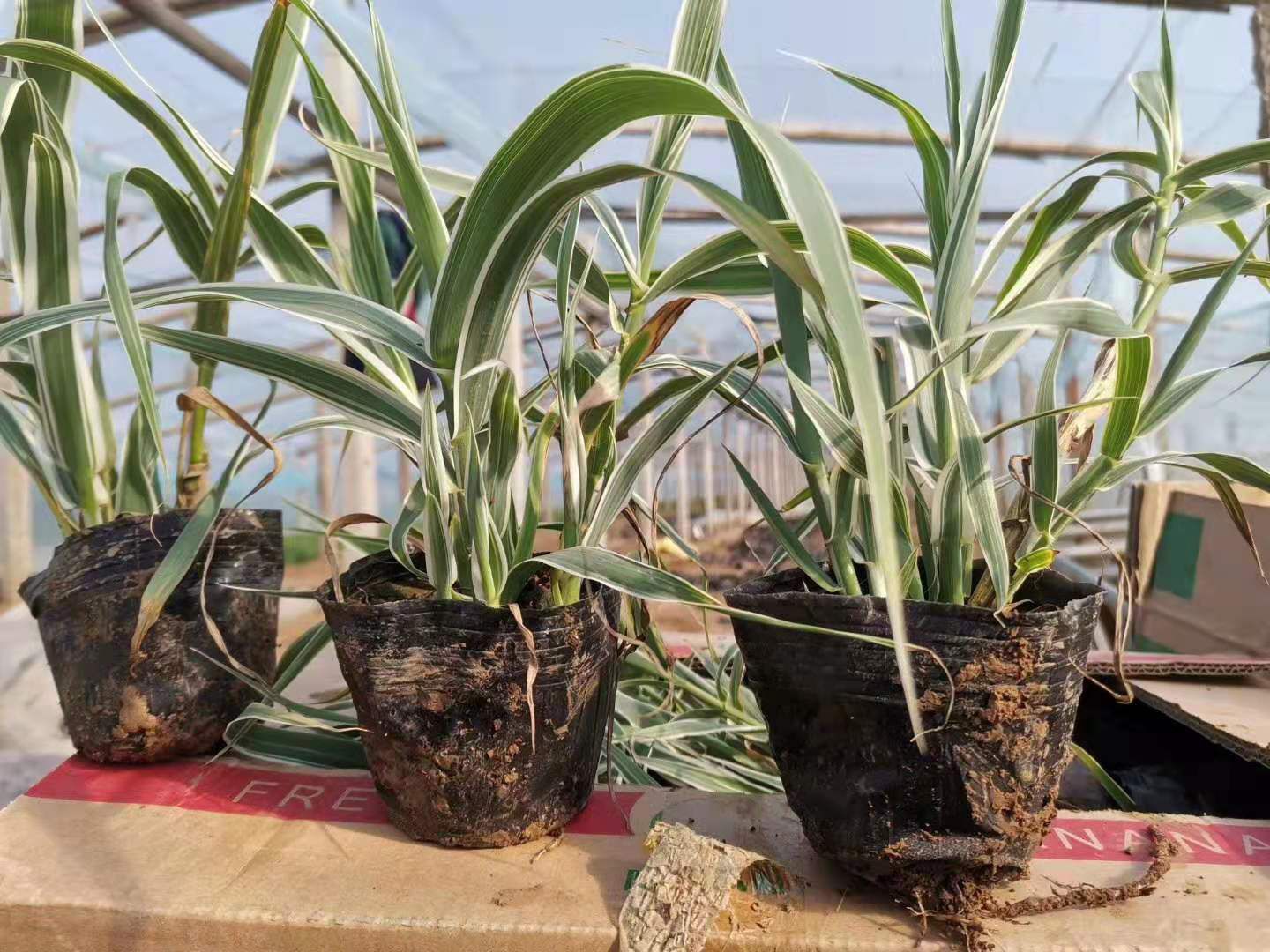 花叶芦竹 山东青州水生植物花叶芦竹种植基地