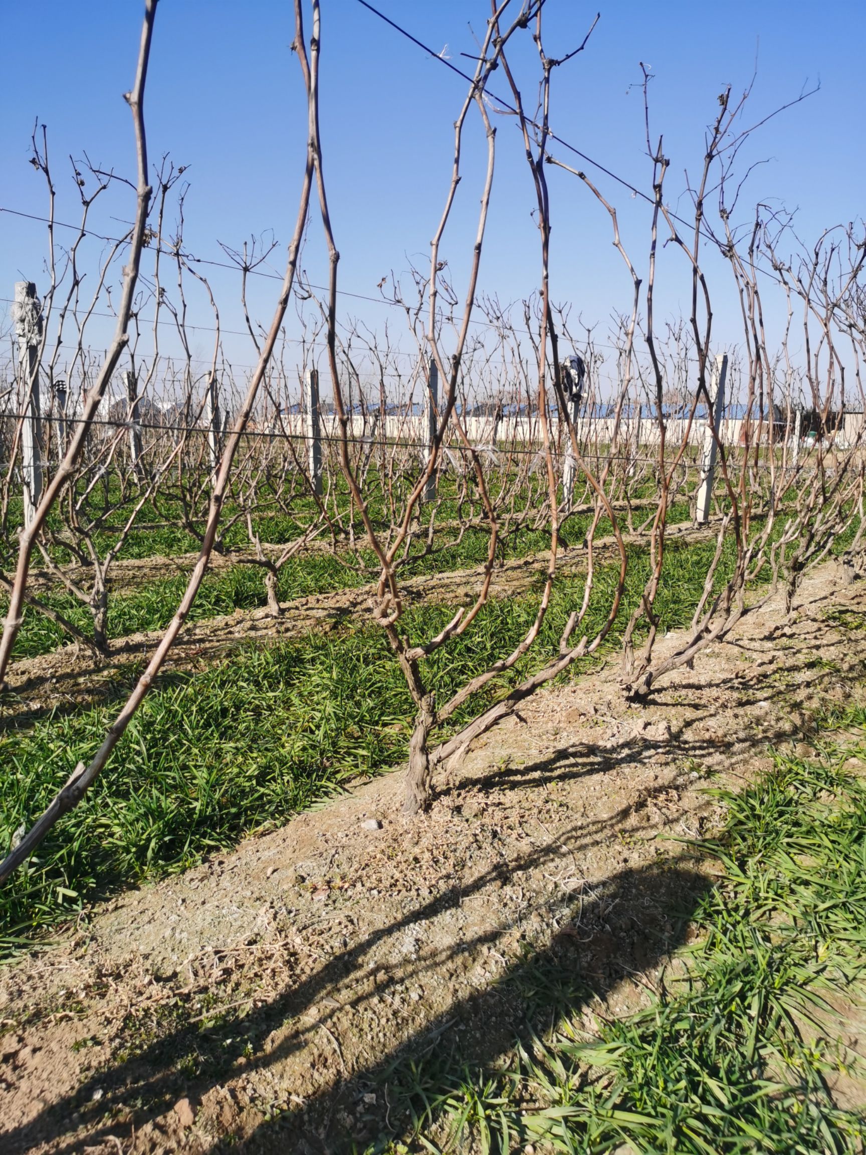京亚葡萄苗 四年葡萄树