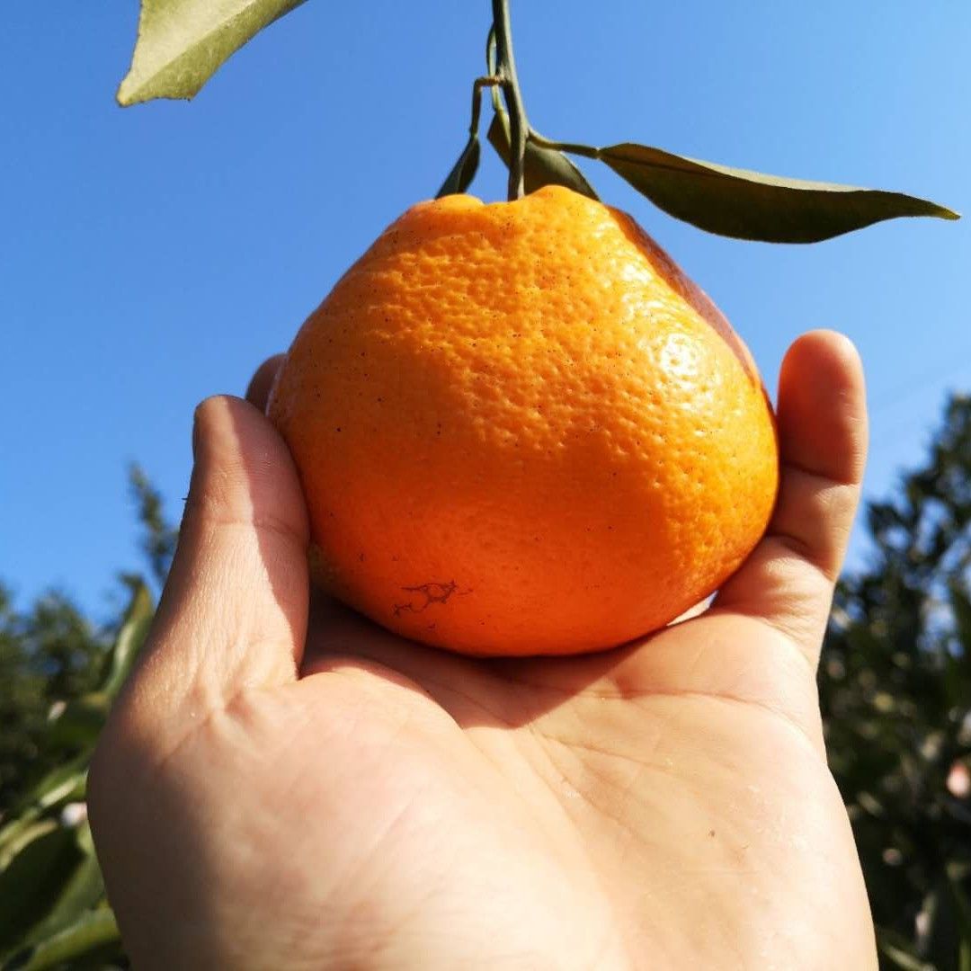 一件代发批发春见耙耙柑产地果园直发自家果园