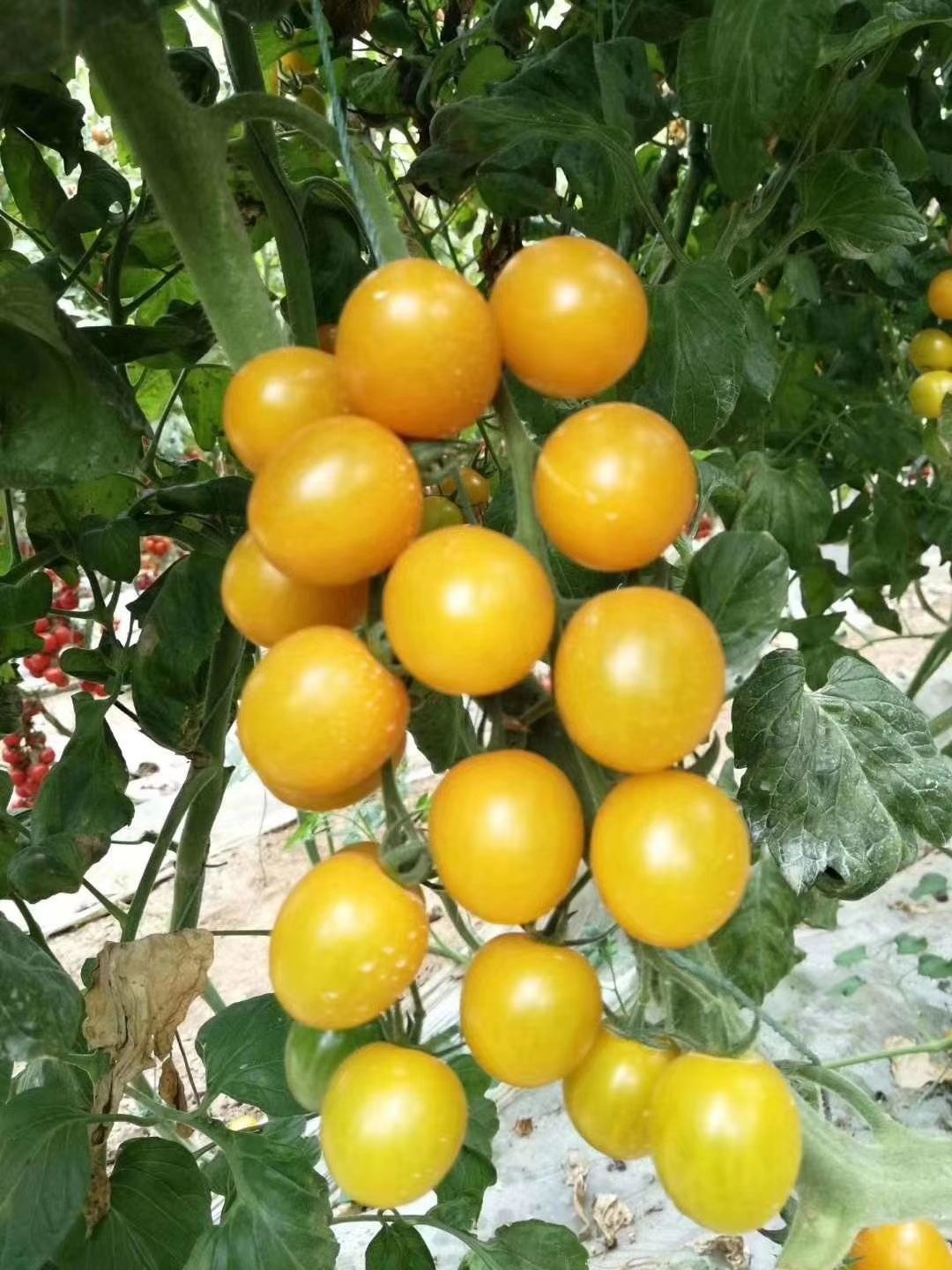 圣女果苗各色小西红柿粉红黄绿紫黑迷彩花生果各类小西红柿苗