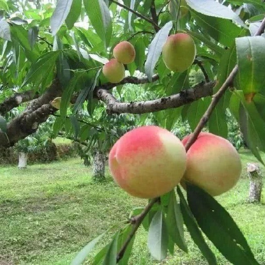 平邑县水蜜桃苗 水蜜桃桃树苗