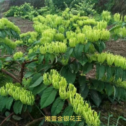 湘蕾一号金银花苗  金银花（寸苗）湘蕾金银花