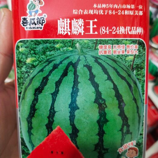 扶沟县麒麟西瓜种子  麒麟（84-24换代品种）糖度高 口感佳