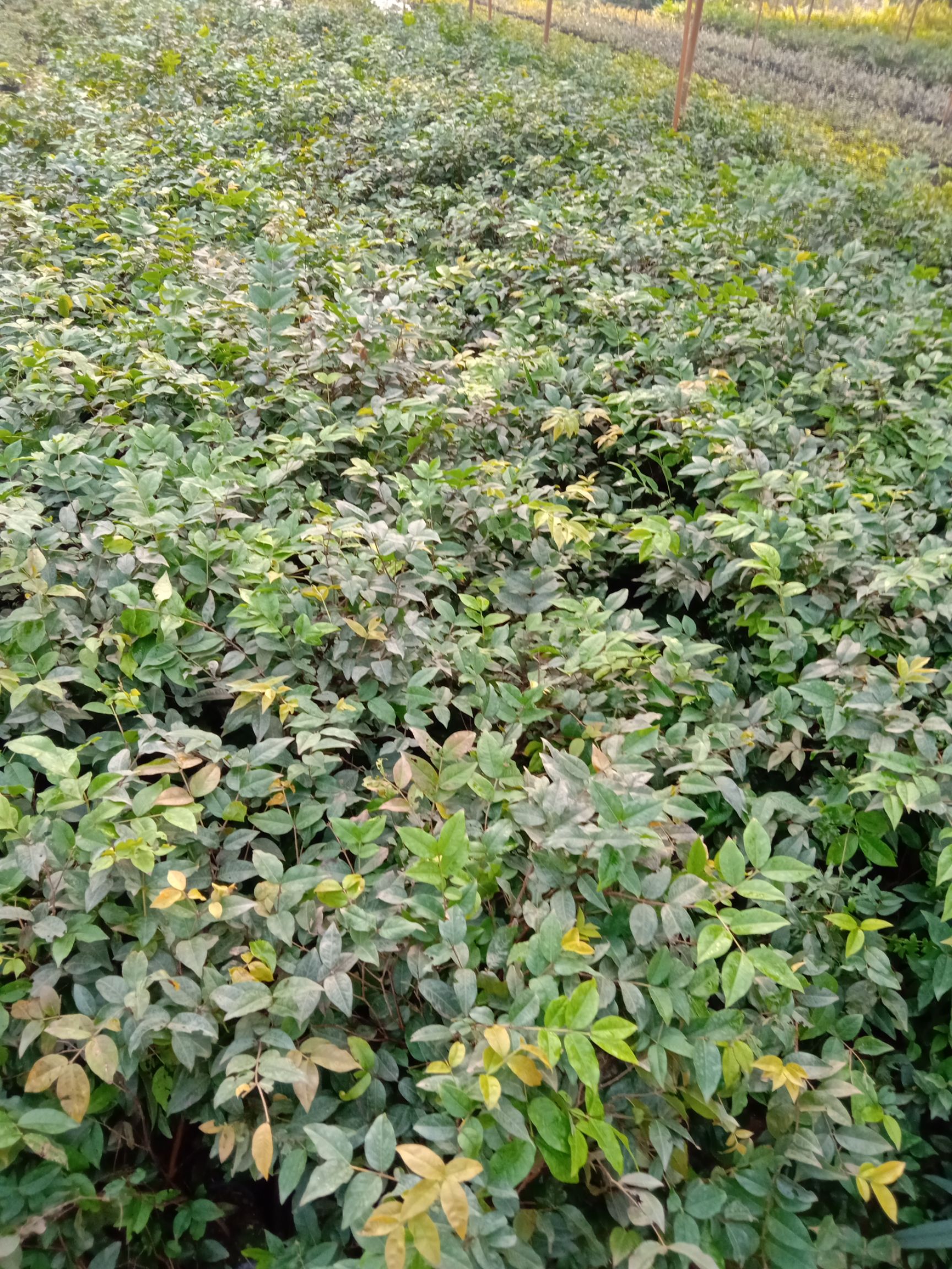 绿水晶嘉宝果苗庭院盆栽果树苗果甜色绿