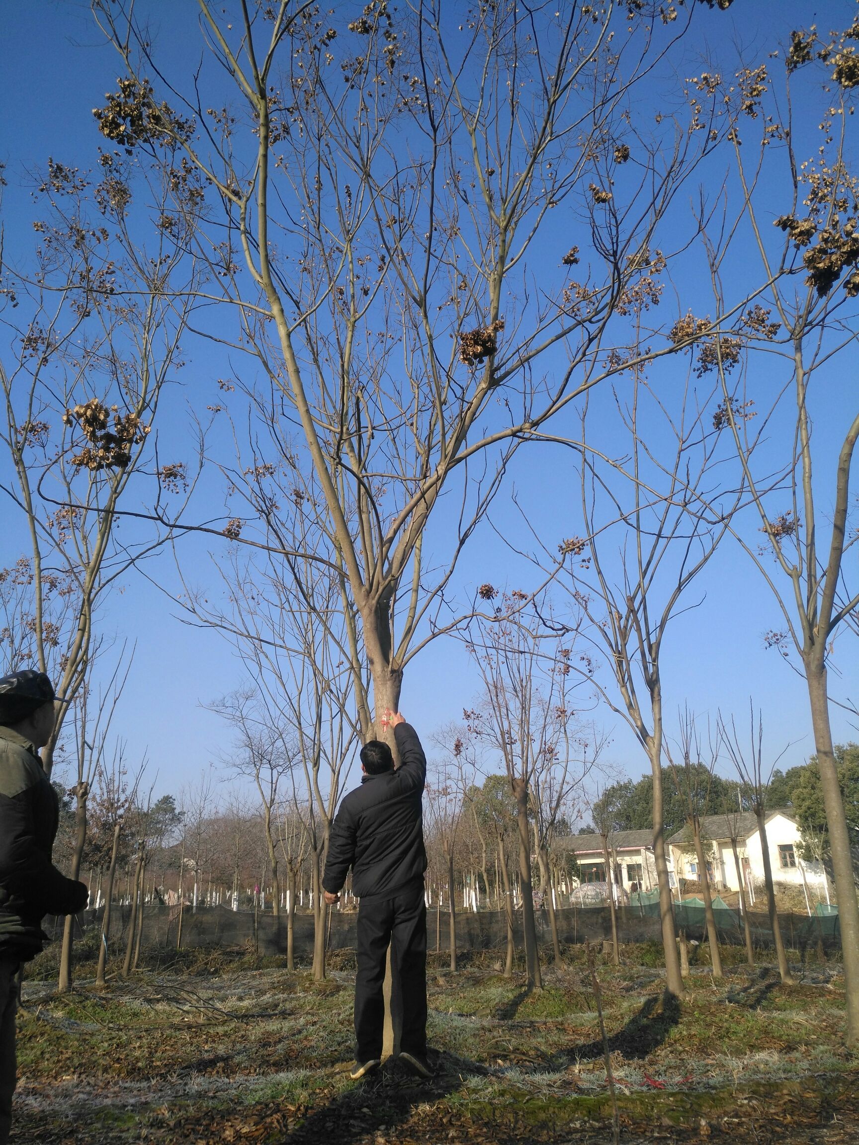 北栾  供应2-20公分栾树