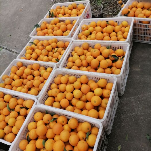 益阳 精品糖橙，甜橙
