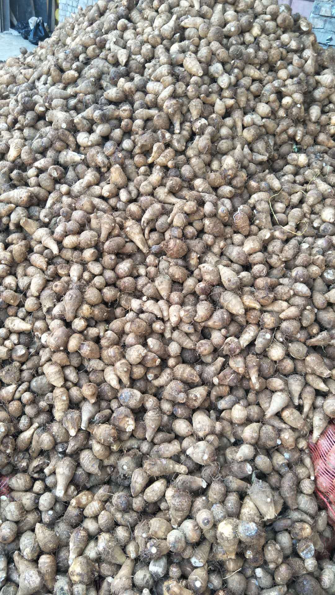 毛芋头  云南香糯毛芋，需购的老板欢迎联系下单