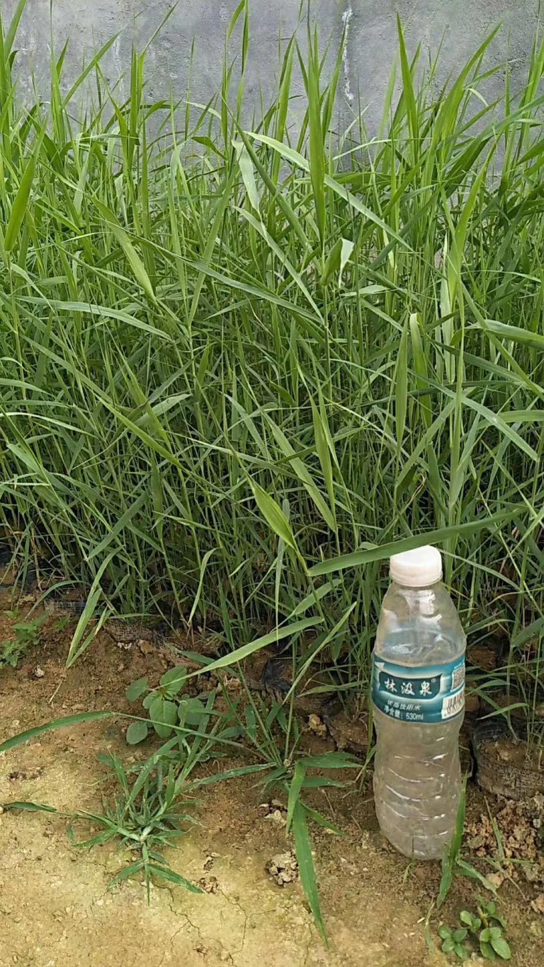 水池河道湖泊绿化用芦苇 营养钵多芽芦苇 山东青州芦苇种植基地