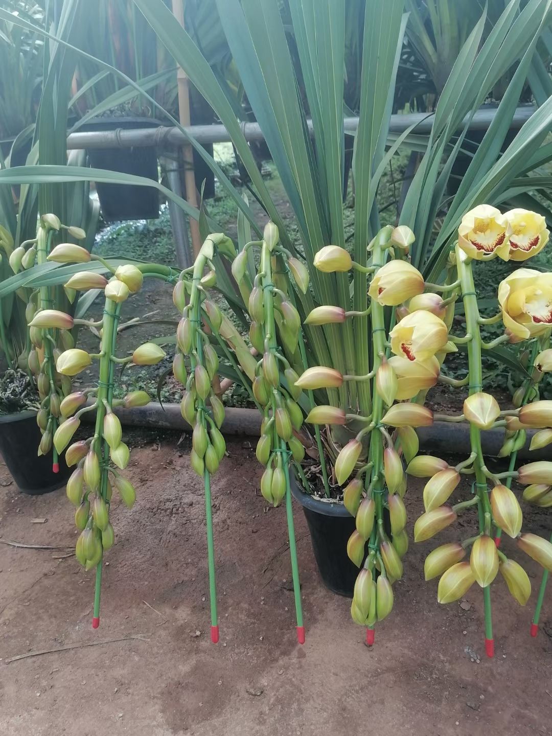 大花惠兰 大花卉兰种植基地批发云南