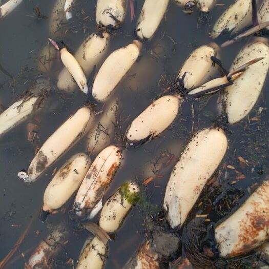 美人红莲藕  品种产高