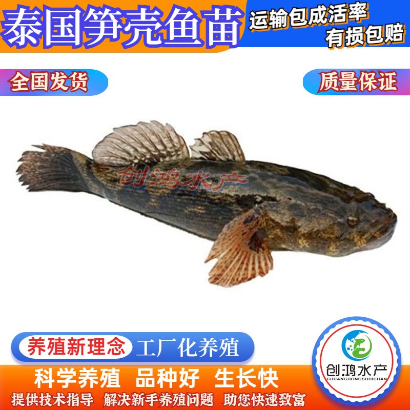 优质笋壳鱼苗 泰国笋壳鱼苗 杂交笋壳鱼苗 淡水养殖