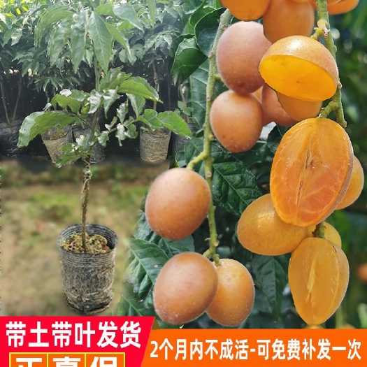 浦北县黑黄皮果苗  黄皮树苗无核大鸡心紫金黑黄皮贵妃黄皮嫁接苗盆栽地种植当年结果