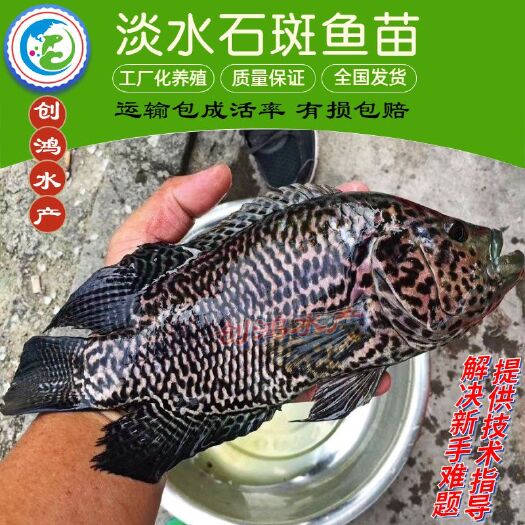 广州淡水石斑鱼苗  【淡水养殖】淡水珍珠石斑鱼苗 龙胆石斑鱼苗
