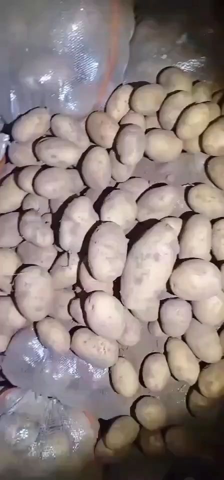 V7土豆  v7  思凡特  希森  226  荷兰  川影 要啥有啥