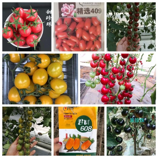 圣女果苗各色小西红柿粉红黄绿紫黑迷彩花生果各类小西红柿苗