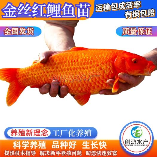 广州【基地直供】红鲤鱼苗 俄罗斯红鲤鱼苗 金丝红鲤鱼苗观赏鱼